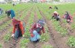 Çukurova’da Çiftçiler Üretime Devam Ediyor