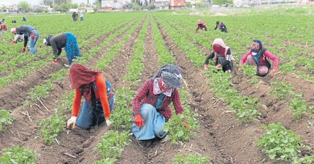 Çukurova’da Çiftçiler Üretime Devam Ediyor