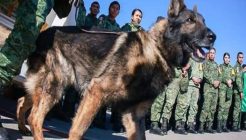 Meksikalı yol arkadaşı arama kurtarma köpeği  ‘Proteo’ hayatını yitirdi