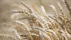 Bir şirket daha Rusya’dan tahıl ihracatını durduracak