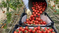Rusya’ya domates kotası 500 bin tona yükseltildi