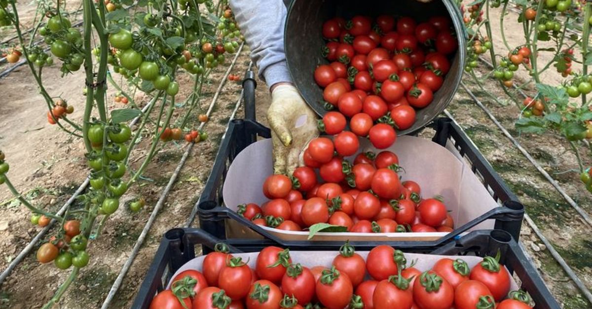 Rusya’ya domates kotası 500 bin tona yükseltildi